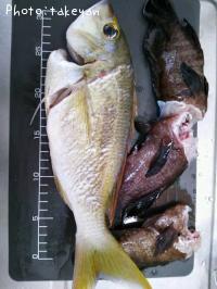 �ҥȥ������ޥ�����