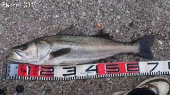 �����Ф�