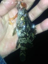 ¥¿¥±¥Î¥³¥á¥Ð¥ë