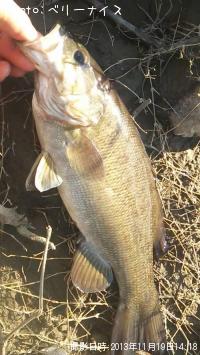 ���⡼��ޥ����Х�