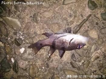 �襳�����������