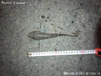 ���֥���