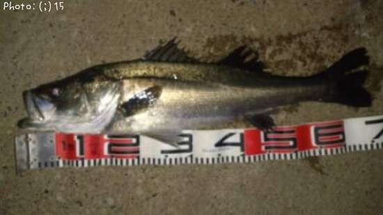 �����Ф�