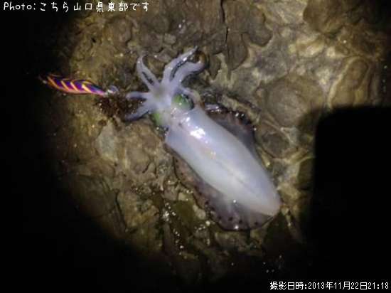 �����ꥤ��