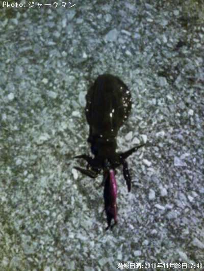 �����ꥤ��