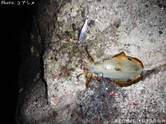 �����ꥤ��