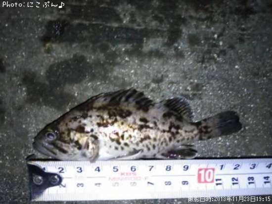 ���ӥ���