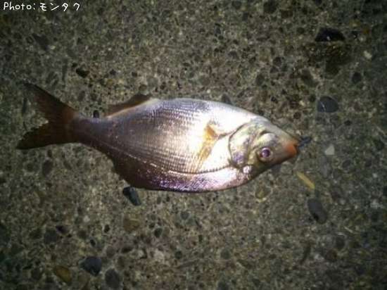 ���ߥ��ʥ�