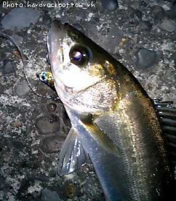 �����Х�