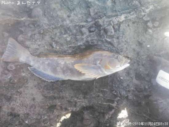 �����ʥ�