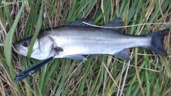 �����Ф�