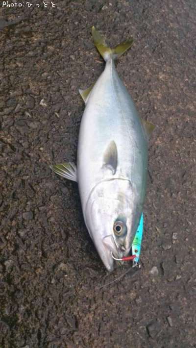 ���ʤ������ä���