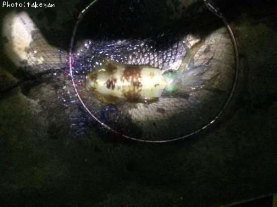 �����ꥤ��