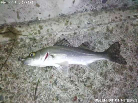 �����Х����ߥ�