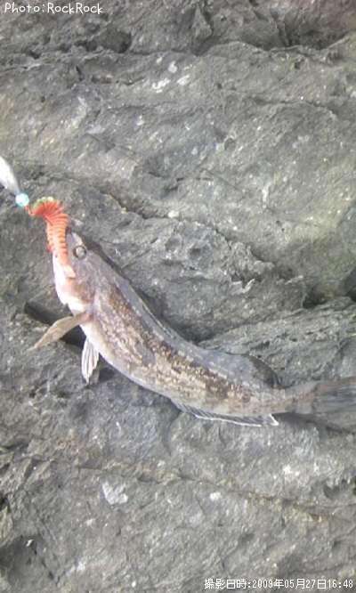 �����ʥ�