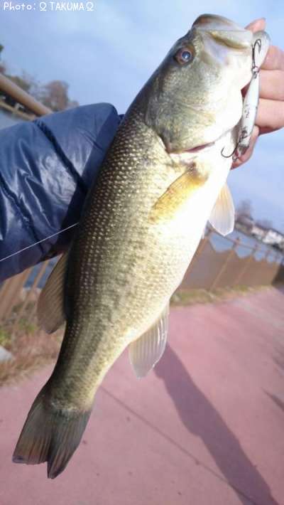 �֥�å��Х�