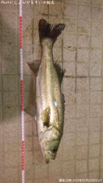 �����Х�