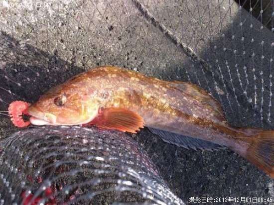 �����ʥ�