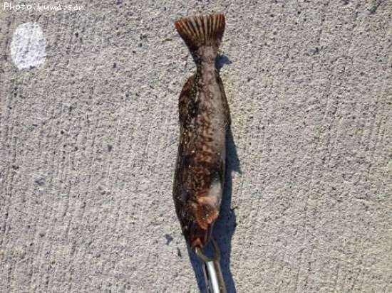 �����ʥ�