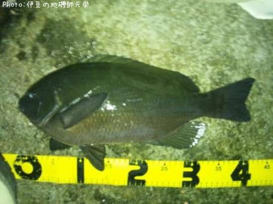 �����᥸��