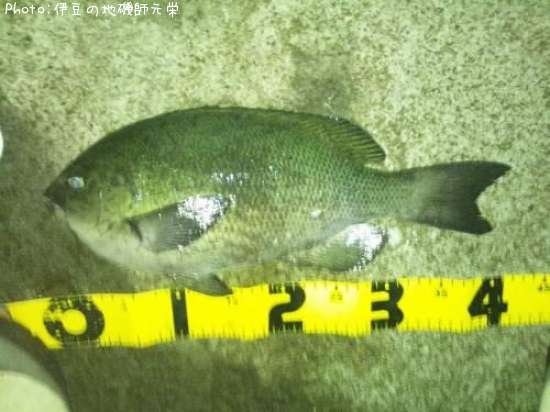 �����᥸��