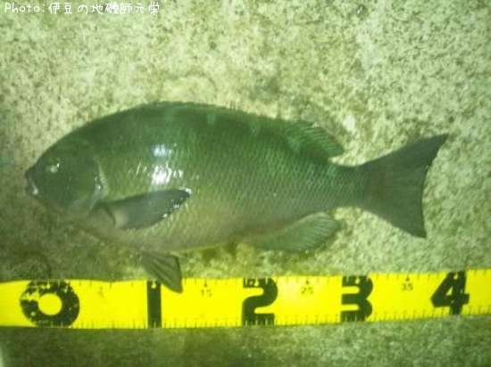 �����᥸��