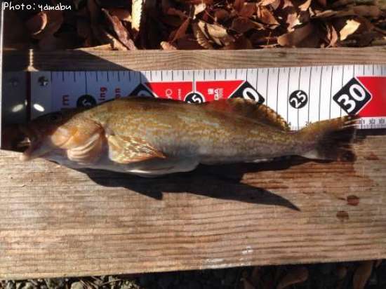 �����ʥ�