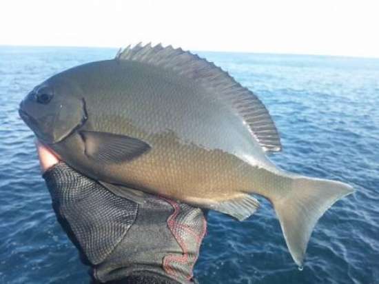 ��Ĺ�᥸��