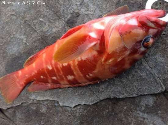 �����ϥ�