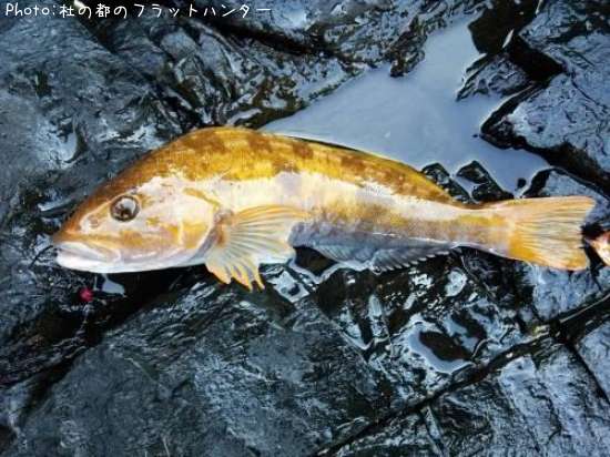 �����ʥ�