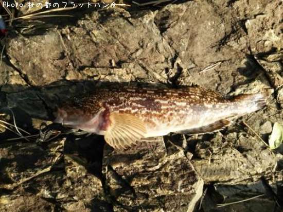 �����ʥ�