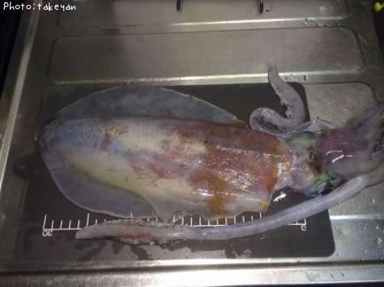 �����ꥤ��