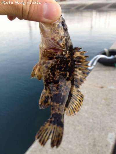 �����Υ���Х�