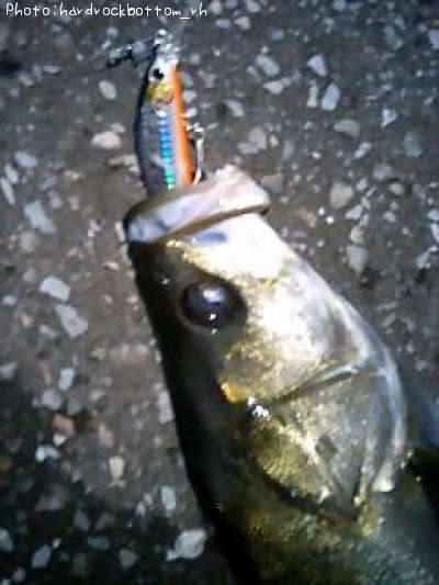 �����Х�