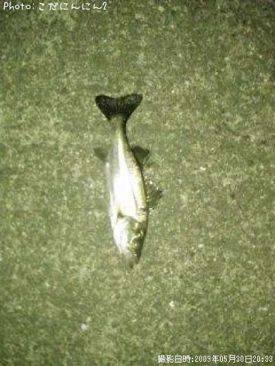 �����Х�