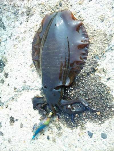 �����ꥤ��