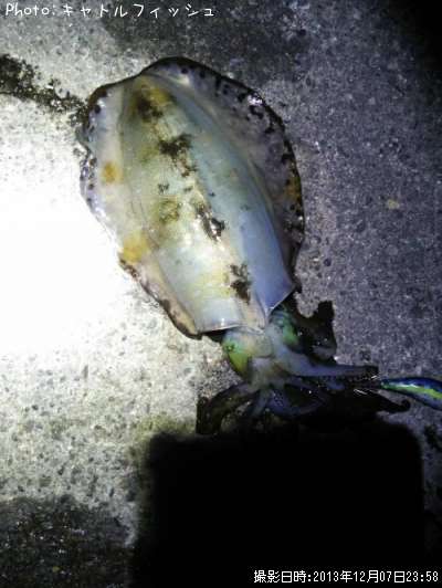 �����ꥤ��