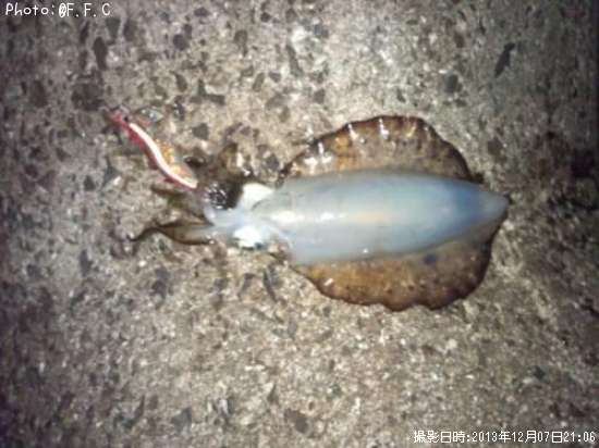 �����ꥤ��