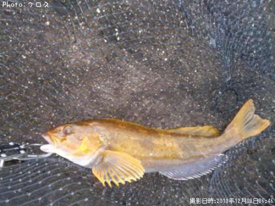 �����ʥ�