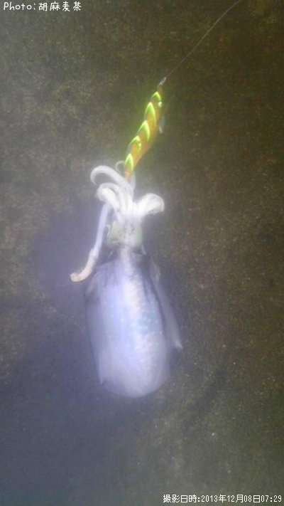 �����ꥤ��