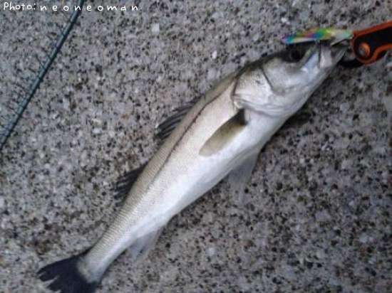 �����Х�