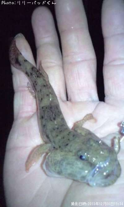 �Ϥ�������