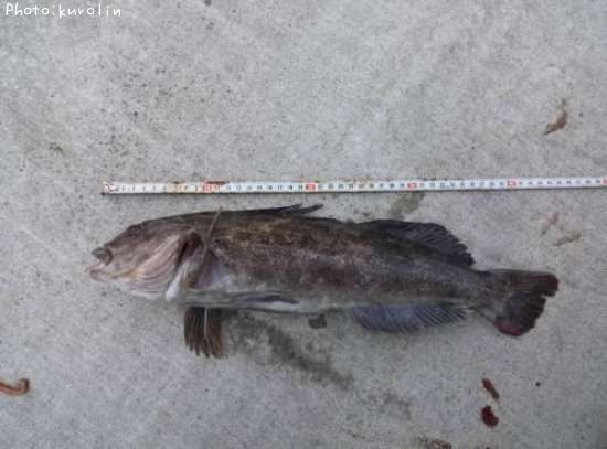 �����ʥ�