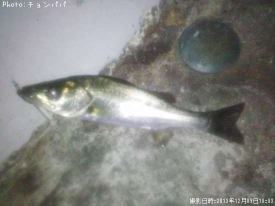 �����Х��ʥ����Х���