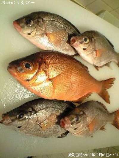 �������ʥ�