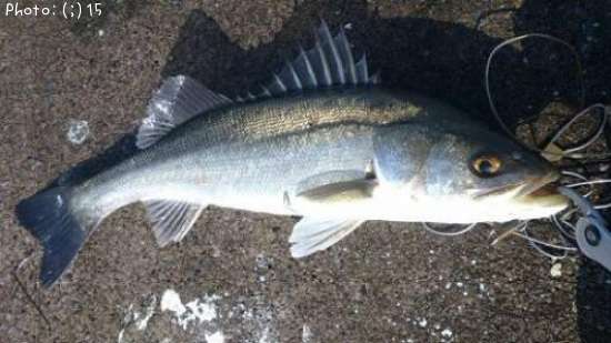 �����Ф�