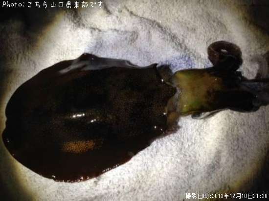 �����ꥤ��