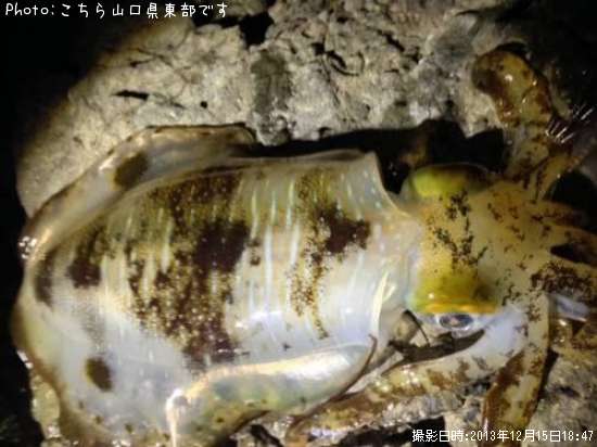 �����ꥤ��