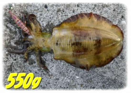 �����ꥤ��