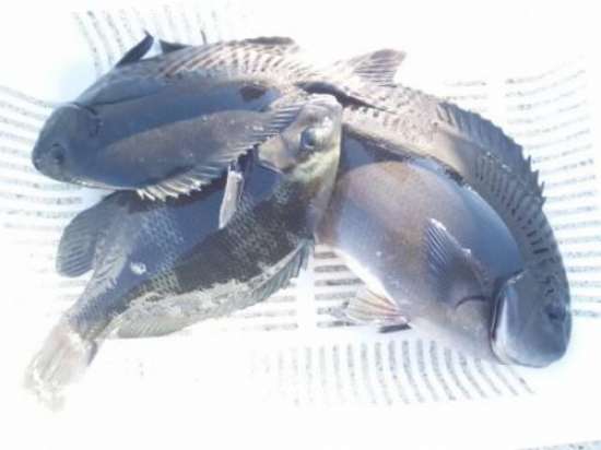 ��Ĺ�᥸��